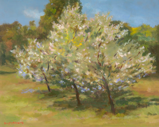 Spring Blossum by Douglas Edwards
