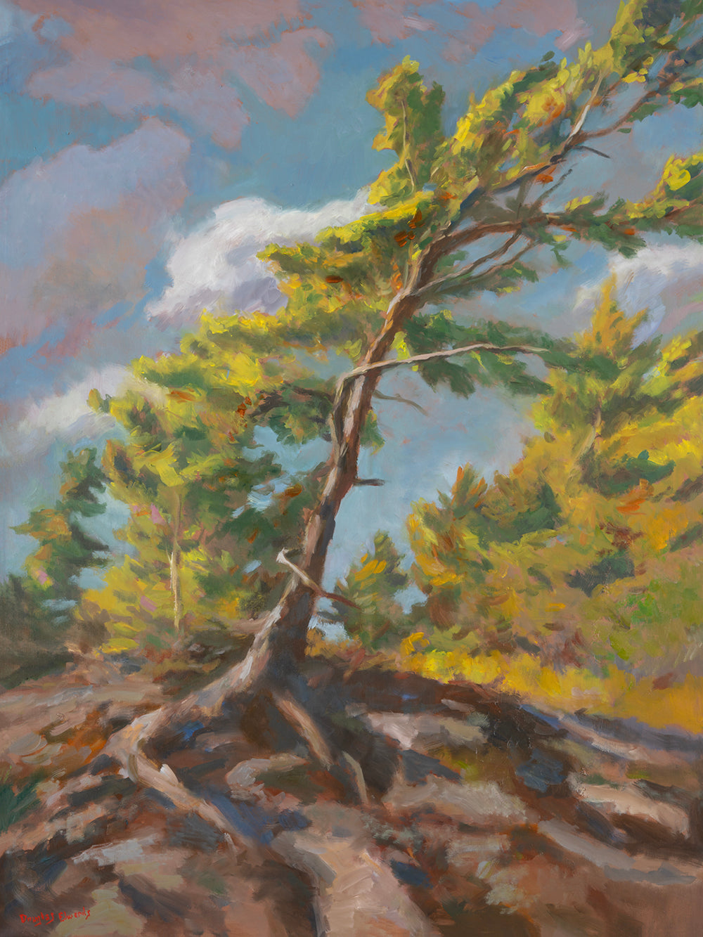 Douglas Edwards - Windswept Pine